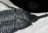 Psychopyge Trilobite - Short Snout Species #12819-3